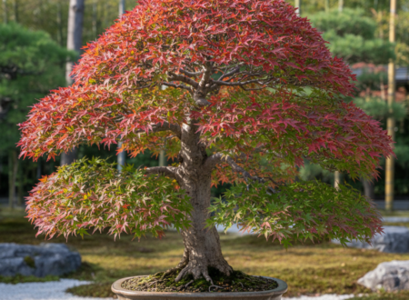 Acer Palmatum Japanese Maple Bonsai – Complete Care Guide for Beginners - 2026