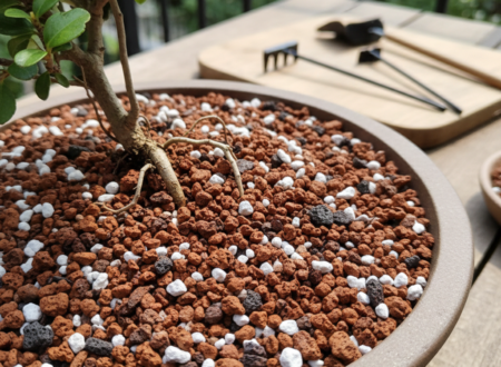 bonsai soil
